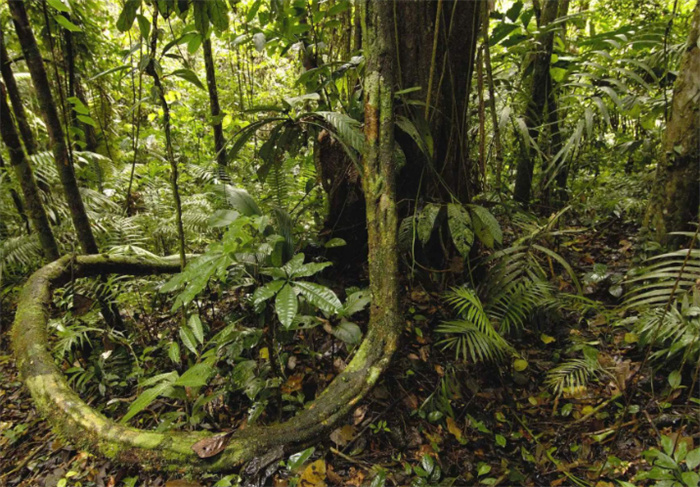 有去无回的神秘森林 亚马逊雨林的秘密（危险丛林）