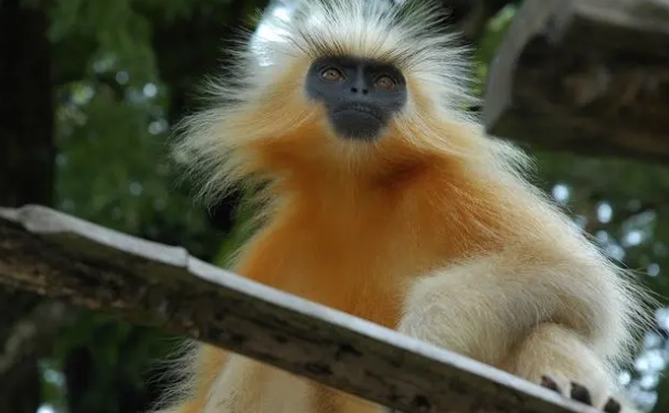 世界上最珍贵的猴子是什么（金头乌叶猴）