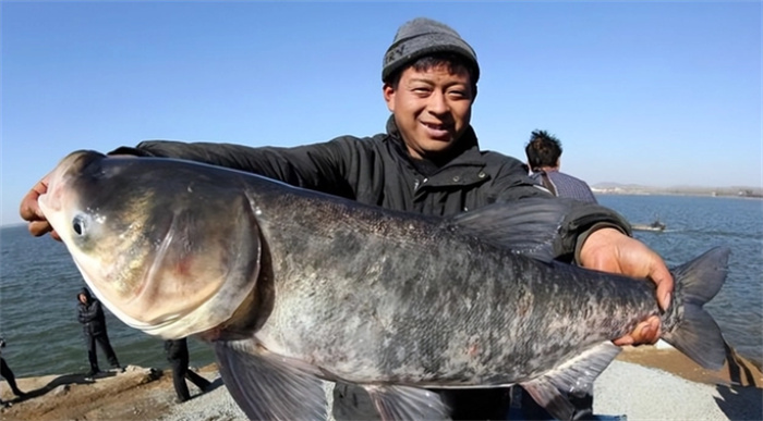 三峡水库最大的鱼多重（600多千克）