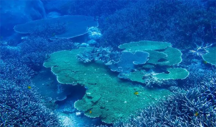 在马里亚纳海沟的最深处人类发现了什么（塑料）