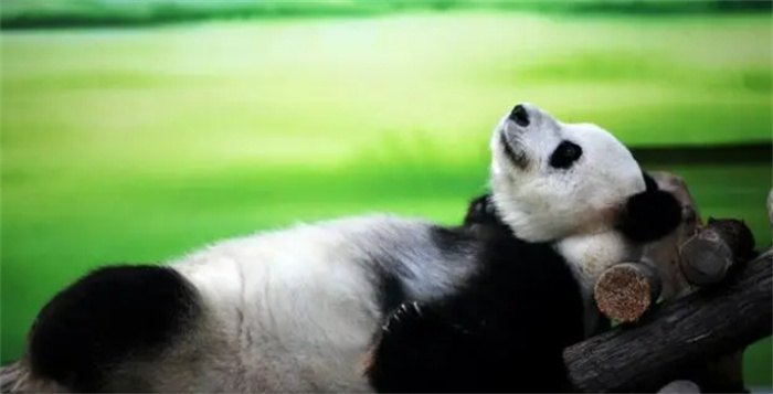 熊猫不爱繁殖吗（不是）