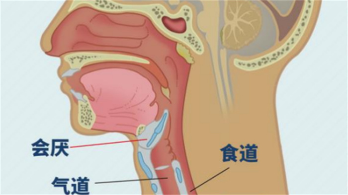 人类生理结构为什么存在诸多不合理的现象（进化的遗留）