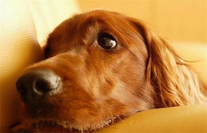 世界上最可爱的狗品种前十名是什么（拉布拉多）