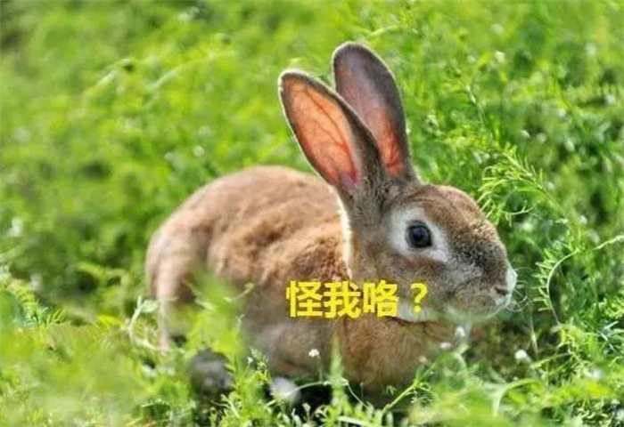 澳大利亚的野兔为什么会泛滥成灾?（繁衍环境优越）