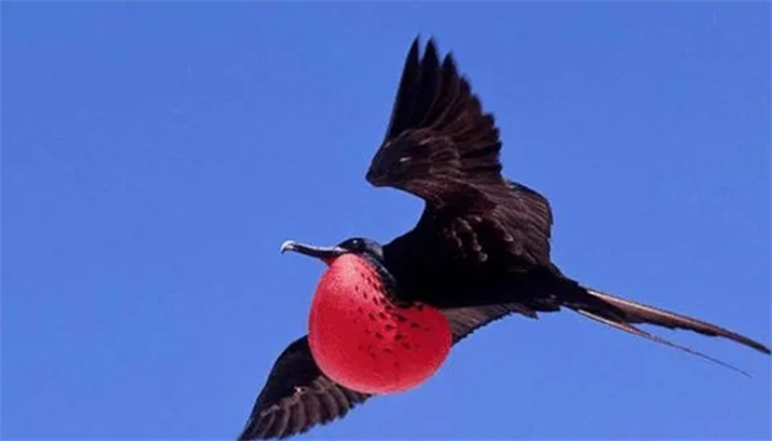 盘点飞的最快的十种鸟类是什么（军舰鸟）