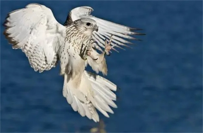 盘点飞的最快的十种鸟类是什么（军舰鸟）
