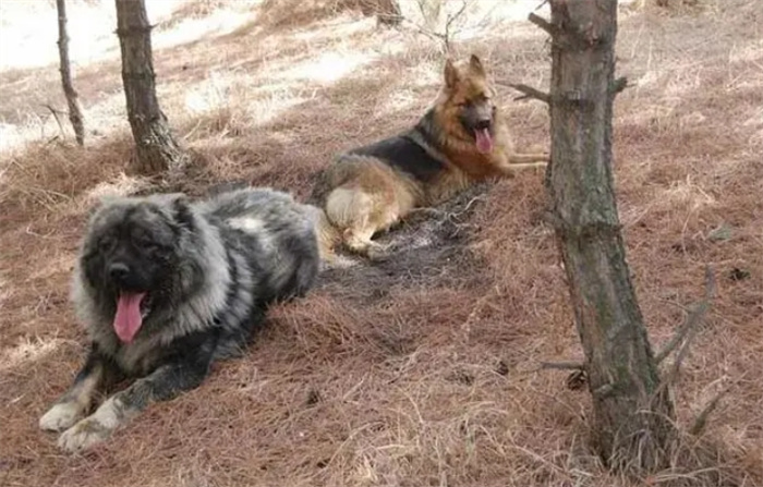 猛犬高加索犬能否打过野生的灰狼呢（有可能）