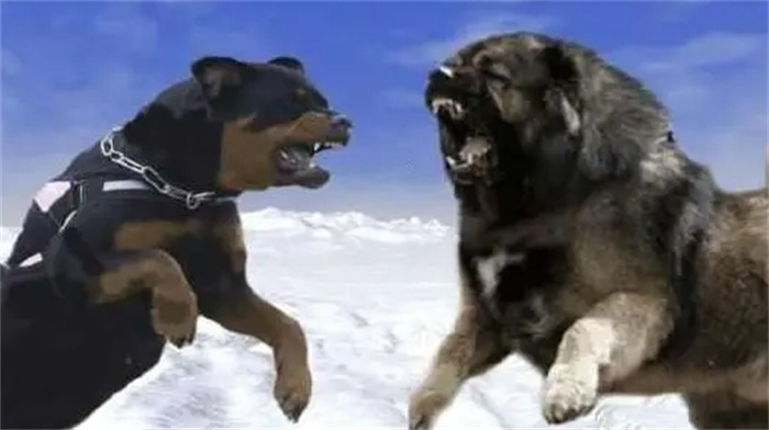 猛犬高加索犬能否打过野生的灰狼呢（有可能）