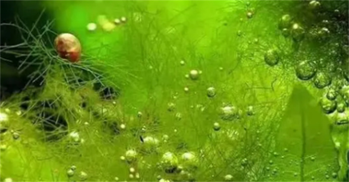 地球上最早的生命是藻类吗（是的）