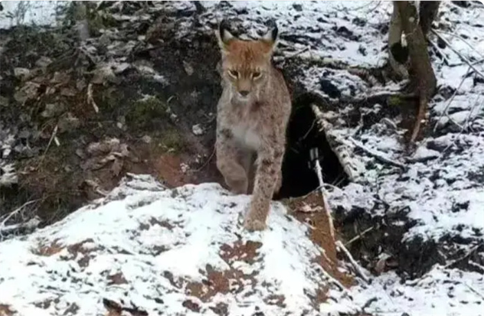 狼为什么怕猞猁（幼狼天敌）