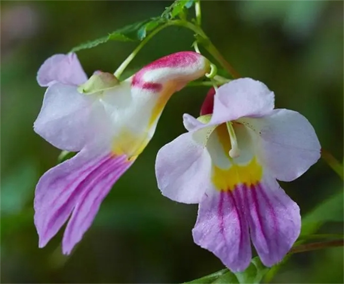 盘点十种样子奇特的植物花朵有哪些名字（“恶魔之手”）