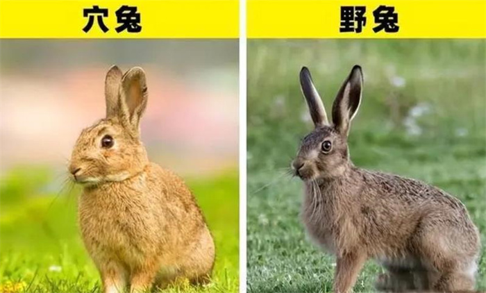 兔子真的爱吃胡萝卜？不要被童话故事误导了！