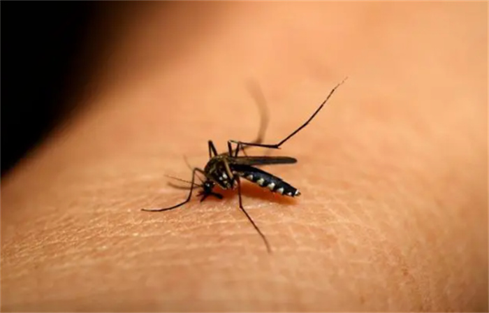 蚊子吸人为什么感觉不到（特殊结构和细小尺寸）