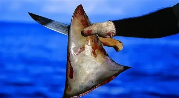 为什么鲨鱼只有鱼翅能吃（肉有毒）