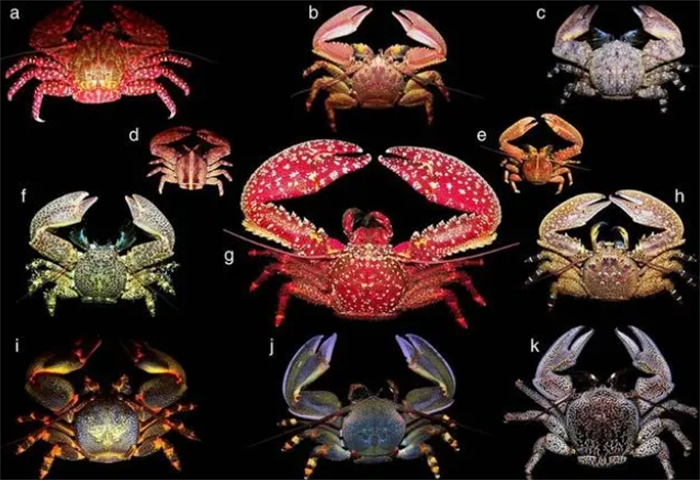 有没有进化出完全适应陆地生活的螃蟹呢（有）