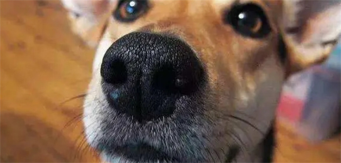 地球上长着奇怪鼻子的9种奇特生物是什么（狗）