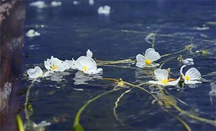 盘点自然界中的植物环境监测员是什么（松萝）