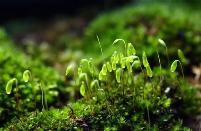 盘点自然界中的植物环境监测员是什么（松萝）