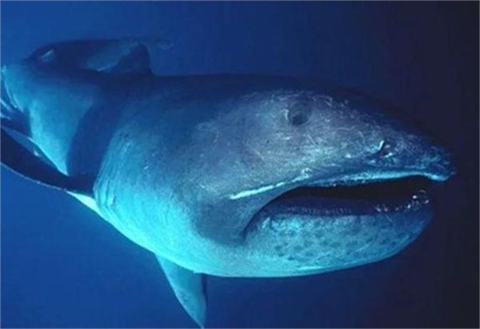 世界上最凶的鲨鱼是大白鲨吗（是）
