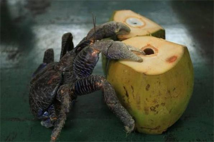 世界上最奇怪的螃蟹是什么螃蟹（椰子蟹）