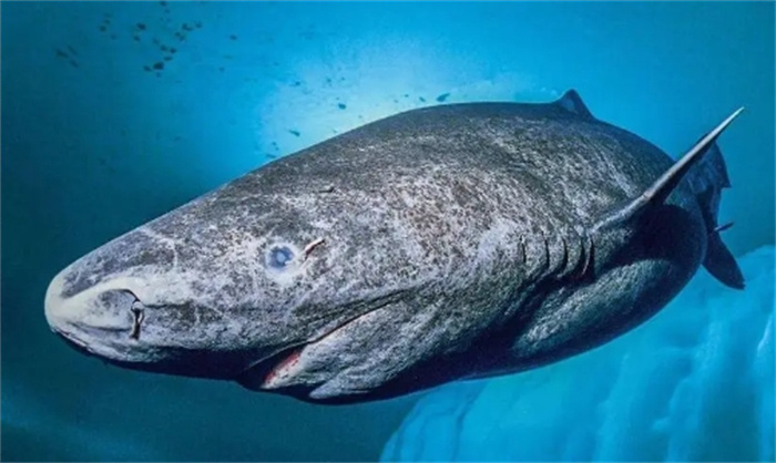 加勒比海海域发现寿命约500年的北极鲨鱼(格陵兰鲨)