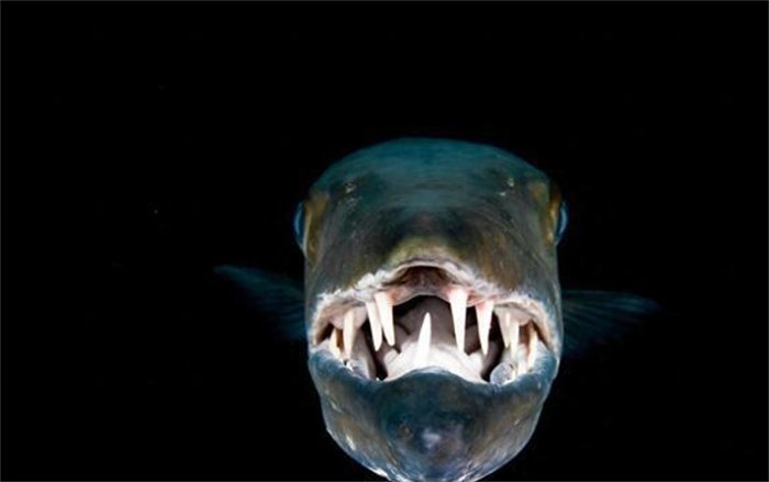 巨大食人梭子鱼是什么鱼（海狼鱼）