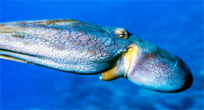 海洋里最聪明的软体动物是什么（章鱼）