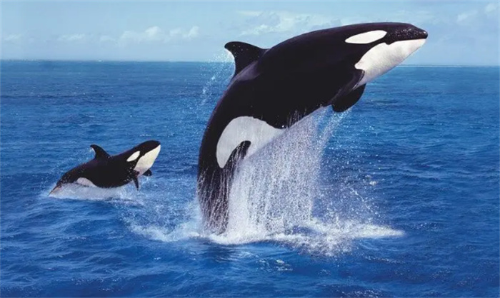 世界上最强的海洋生物(虎鲸)
