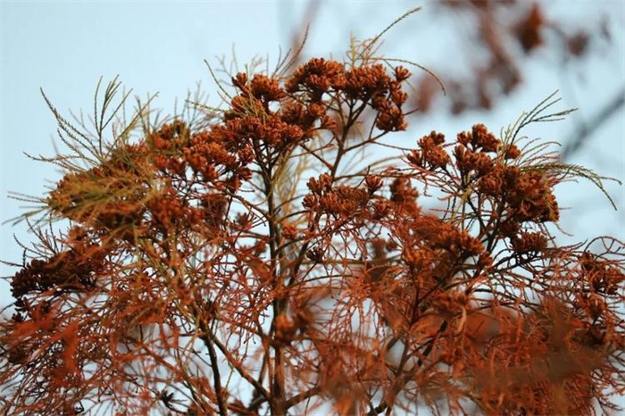 水松是地球上的活化石植物吗（是的）