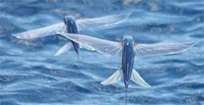 海面上的小飞机是什么动物（飞鱼）