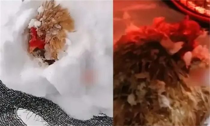 主人捡鸡蛋发现鸡被雪埋3天还活着 鸡怎样抵抗严寒