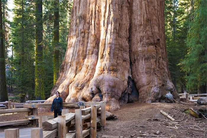 世界最大的树是什么树（谢尔曼将军树）