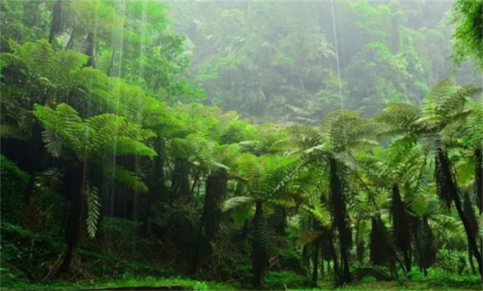 现存世界上最古老的植物是什么（桫椤）