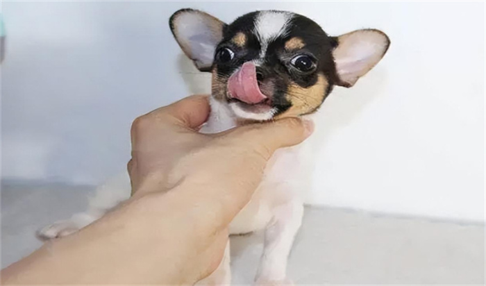 世界上最小的狗是什么品种（吉娃娃）