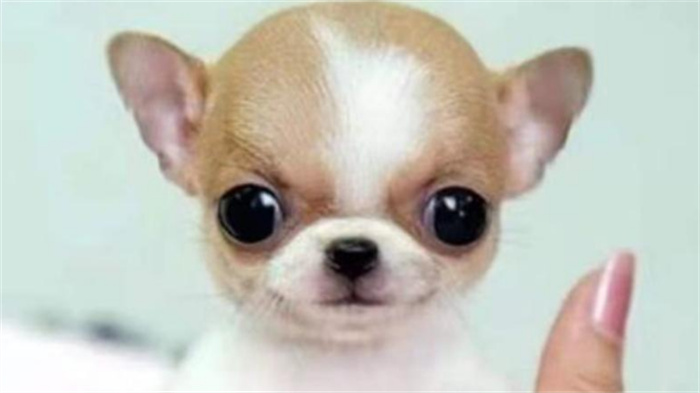 世界上最小的狗是什么品种（吉娃娃）