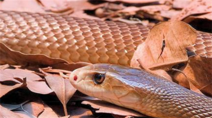 世界上最毒的蛇是什么蛇(内陆太攀蛇)