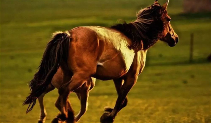 耐力最好的马是哪种马(蒙古马)