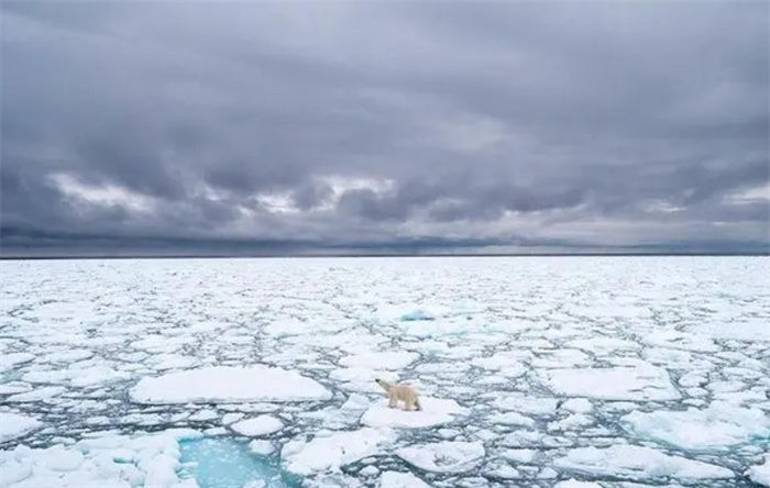 挪威冰川融化北极熊面临灭绝威胁（保护北极熊的意义）