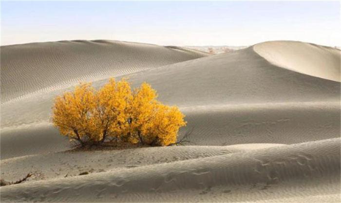 全世界最不像沙漠的沙漠是什么（索诺兰沙漠）