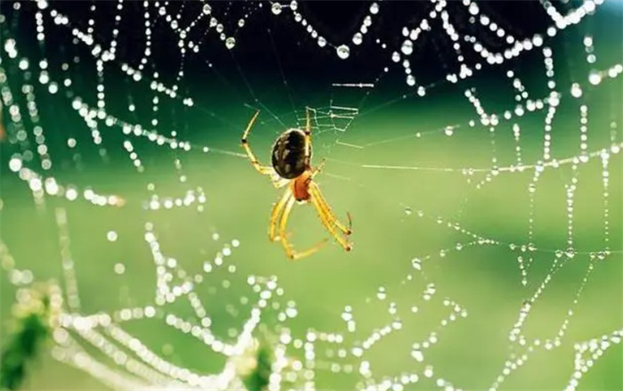 蜘蛛为什么会织网（具备了特殊的腺体和丝腺）