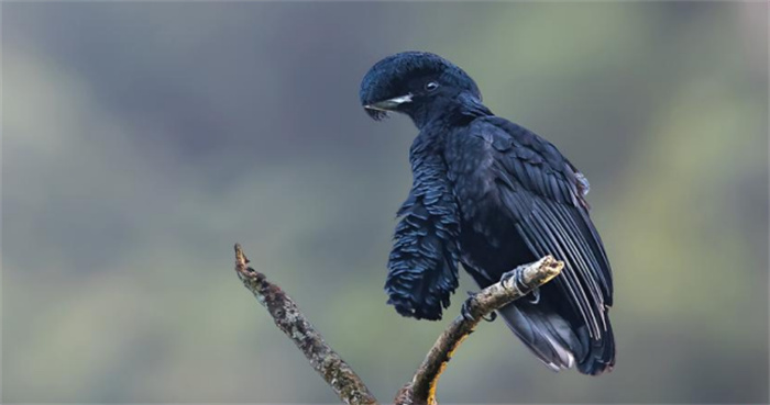 南美洲的一种长相怪异的鸟类是什么（长耳垂伞鸟）
