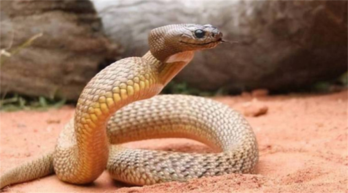 世界上最毒的蛇是什么蛇（内陆太攀蛇）