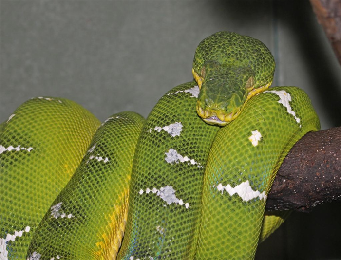 世界上最漂亮的蟒蛇 全身颜色翠绿（翡翠树蟒蛇）