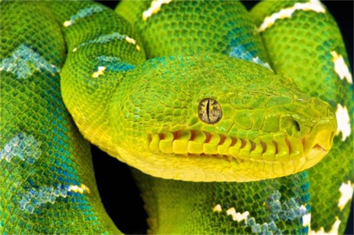 世界上最漂亮的蟒蛇 全身颜色翠绿（翡翠树蟒蛇）