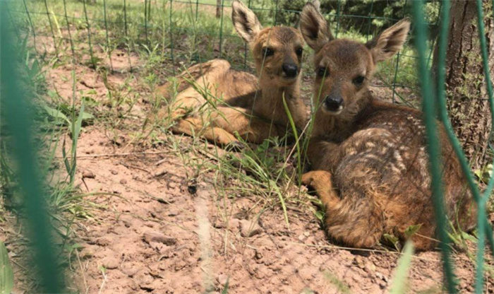 山西朔州平鲁区拍到6只野生狍子 狍子的特点