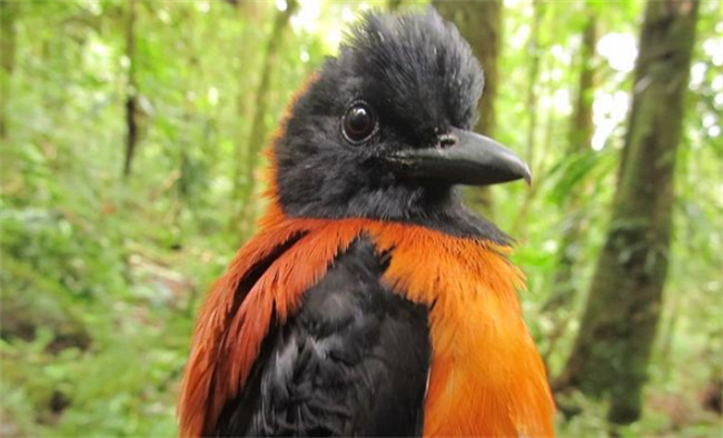 世界上最毒的鸟 体表含有剧毒（黑头林鵙鹟）