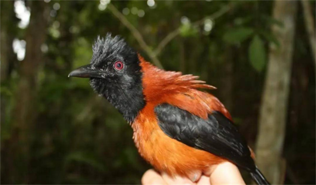世界上最毒的鸟 体表含有剧毒（黑头林鵙鹟）
