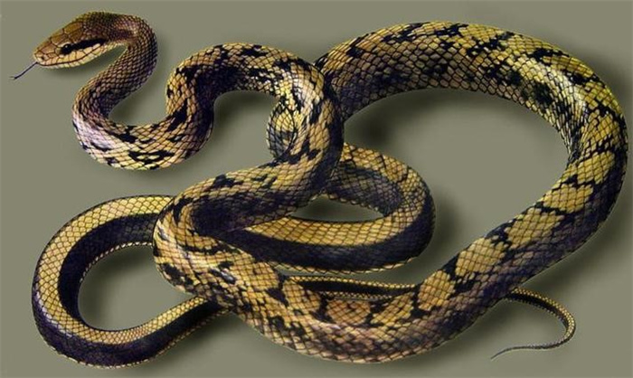 世界上最温顺的蛇是什么蛇（黑眉锦蛇）