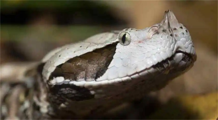 世界上毒牙最长的蛇是什么（加蓬蝰蛇）