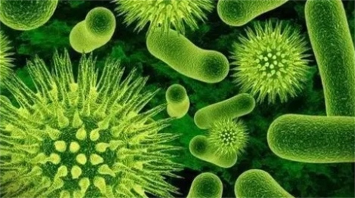 人造细菌进化能力超越自然（基因组简化细胞也能突变）